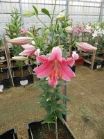 [4198 Sorbonne NES No01.JPG]